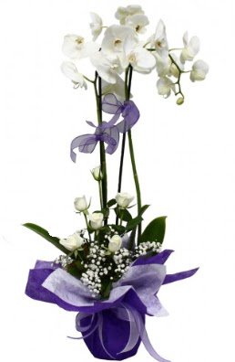 2 dall beyaz orkide 5 adet beyaz gl ieki Dikmen iek servisi , ieki adresleri 
