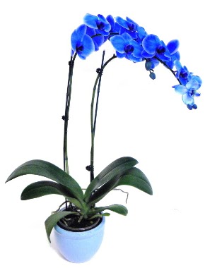 Seramikli 2 dall sper esiz mavi orkide ankara ieki Dikmen ucuz iek gnder 