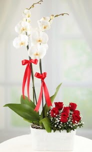 2 dall beyaz orkide ve 7 krmz gl Dikmen Keklikpnar iek online iek siparii 