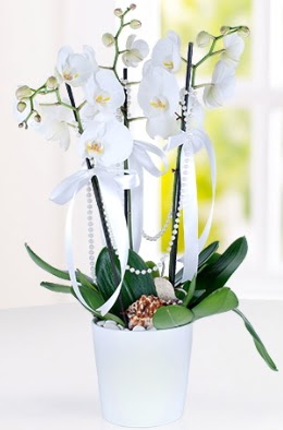 3 dall beyaz orkide Dikmen cicek , cicekci  