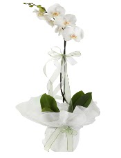 1 dal beyaz orkide iei Ankara iek sat Dikmen online ieki , iek siparii 