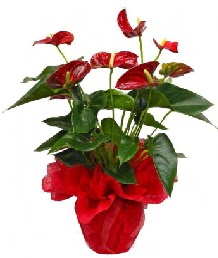 Antorium saks� �i�e�i �i�ek�i Dikmen �i�ek servisi , �i�ek�i adresleri 