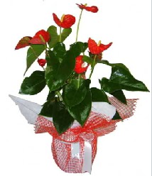 Antoryum saks� i� mekan s�s bitkisi ankara �i�ek�i Dikmen ucuz �i�ek g�nder 