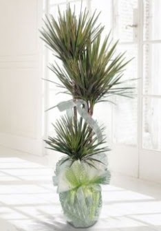 Marginata Tricolor ��l� Saks� bitkisi Ankara �i�ek sat��� Dikmen online �i�ek�i , �i�ek sipari�i 