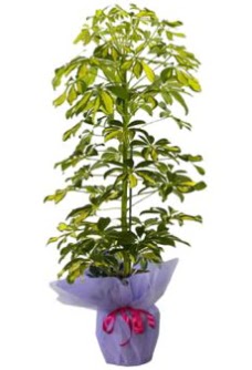 Schefflera Tekli �� mnekan saks� �i�e�i �i�ek�i Dikmen �i�ek servisi , �i�ek�i adresleri 
