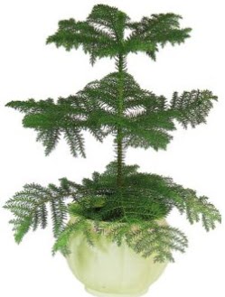 Araucaria Heterophylla i� mekan saks� Ankara Dikmen M�rselulu� hediye �i�ek yolla 