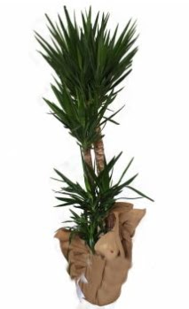 3 l� Yucca i� mekan saks� �i�e�i ankara �i�ek yolla Dikmen malazgirt �i�ek�i telefonlar� 
