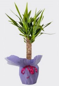 Yucca Tekli i� mekan saks� bitkisi A�a�� Dikmen ankara �i�ek�i telefonlar� yurti�i ve yurtd��� �i�ek sipari�i 