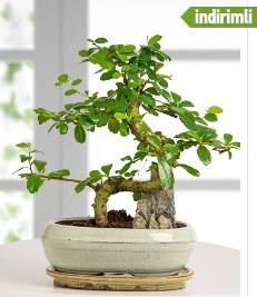 S eklinde ithal gerek bonsai japon aac Ankara Dikmen kaliteli taze ve ucuz iekler 