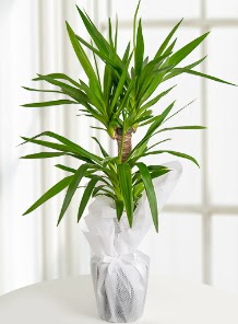 2 li yucca saks� i� mekan bitkisi Ankara Dikmen 14 �ubat sevgililer g�n� �i�ek 