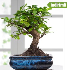 Bonsai japon a�ac� Ankara Dikmen 14 �ubat sevgililer g�n� �i�ek 
