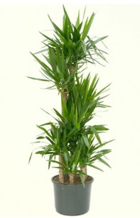 7 li yucca saks� bitkisi ankara �i�ek�i Dikmen ucuz �i�ek g�nder 