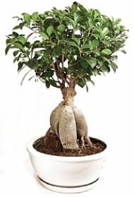 Bonsai japon a�ac� yaprak d�kmeyen Dikmen cicek , cicekci 