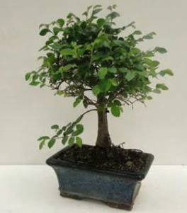 Bonsai saks� bitkisi japon a�ac� ankara �i�ek yolla Dikmen malazgirt �i�ek�i telefonlar� 