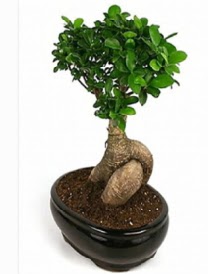 Bonsai saks� bitkisi japon a�ac� Dikmen ankara �i�ek ma�azas� , �i�ek�i adresleri 