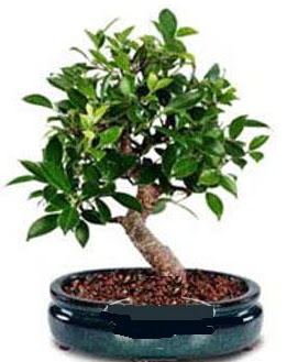 5 ya��nda japon a�ac� bonsai bitkisi ankara �i�ek yolla Dikmen malazgirt �i�ek�i telefonlar� 