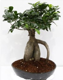 5 yanda japon aac bonsai bitkisi Ankara Dikmen kaliteli taze ve ucuz iekler 