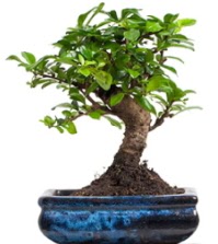 5 yanda japon aac bonsai bitkisi Ankara Dikmen 14 ubat sevgililer gn iek 