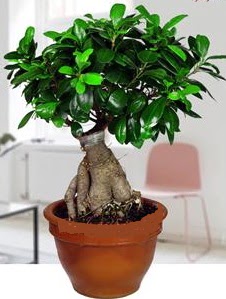 5 yanda japon aac bonsai bitkisi Ankara Dikmen lker iek yolla , iek gnder , ieki  