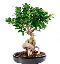 Bonsai Japon a�ac� saks� bitkisi Dikmen ankara �i�ek sipari�i �i�ek g�nderme 
