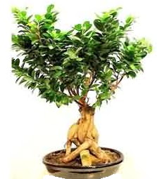 Bonsai Japon a�ac� saks� bitkisi Dikmen ankara �i�ek ma�azas� , �i�ek�i adresleri 