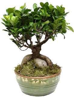 Japon aac bonsai saks bitkisi Dikmen Keklikpnar iek siparii vermek 
