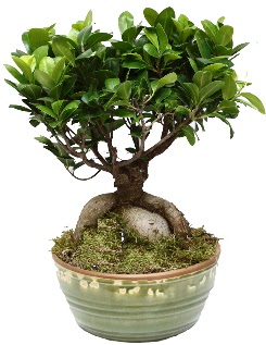 Japon a�ac� bonsai saks� bitkisi Dikmen Keklikp�nar� �i�ek sipari�i vermek 
