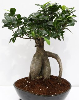 Japon a�ac� bonsai saks� bitkisi Dikmen cicek , cicekci 