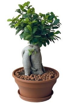 Japon aac bonsai saks bitkisi Ankara Dikmen cicekciler , cicek siparisi 