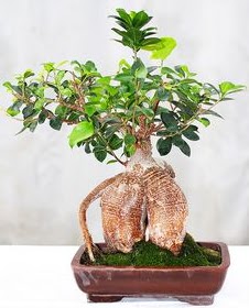 Japon aac bonsai saks bitkisi Dikmen Akpnar Ankara  hediye sevgilime hediye iek 