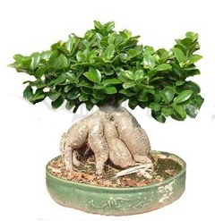 Japon aac bonsai saks bitkisi Ankara Dikmen cicekciler , cicek siparisi 