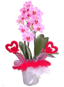 2 dall� mor orkide 2 kalp �ubuk Dikmen Keklikp�nar� �i�ek online �i�ek sipari�i 