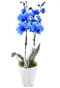 2 dall AILI mavi orkide Ankara Dikmen 14 ubat sevgililer gn iek 