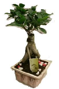 Japon a�ac� bonsai seramik saks� Ankara Dikmen M�rselulu� hediye �i�ek yolla 