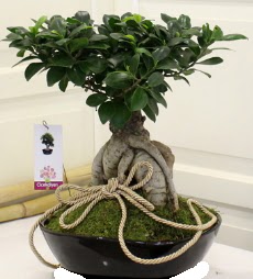Japon aac bonsai sat ankara ieki Dikmen ucuz iek gnder 