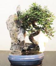 Japon aac bonsai saks bitkisi sat Ankara Dikmen kaliteli taze ve ucuz iekler 