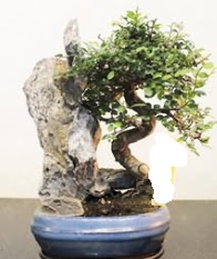 Japon a�ac� bonsai saks� bitkisi sat��� Ankara Dikmen kaliteli taze ve ucuz �i�ekler 