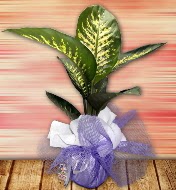 Orta boy Tropik saks bitkisi orta boy 65 cm ankara ieki Dikmen ucuz iek gnder 