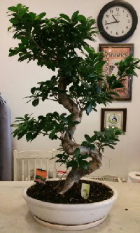 100 cm yksekliinde dev bonsai japon aac Dikmen Keklikpnar iek siparii vermek 