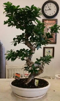 100 cm y�ksekli�inde dev bonsai japon a�ac� Dikmen Keklikp�nar� �i�ek sipari�i vermek 