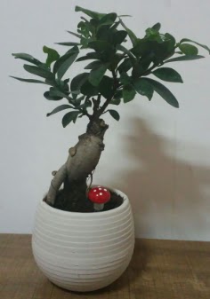 Bonsai japon a�ac� saks� �i�e�i Ankara Dikmen Osmantemiz online �i�ek g�nderme sipari� 