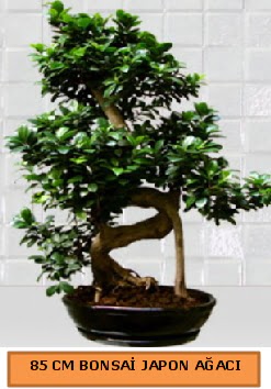 85 CM Japon a�ac� Bonsai saks� bitkisi Dikmen Akp�nar Ankara  hediye sevgilime hediye �i�ek 