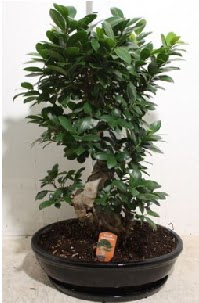 75 CM Ginseng bonsai Japon a�ac� Dikmen Keklikp�nar� �i�ek online �i�ek sipari�i 