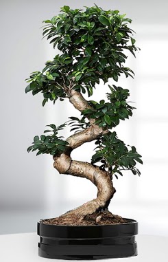 90 CM Japon A�ac� Bonsai saks� �i�e�i Ankara Dikmen �i�ek sipari�i sitesi 