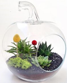 Elma Terrarium orta boy 5 kakt�s Ankara Dikmen kaliteli taze ve ucuz �i�ekler 