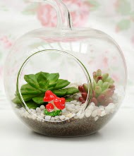 K���k elma terrarium 3 kakt�s Ankara Dikmen �lker �i�ek yolla , �i�ek g�nder , �i�ek�i  