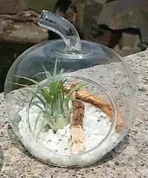 Elma k���k boy terrarium 1 kakt�s �i�ek�i Dikmen �i�ek servisi , �i�ek�i adresleri 