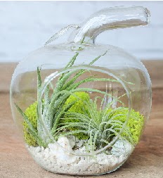 Elma terrarium k���k boy 2 kakt�s A�a�� Dikmen ankara �i�ek�i telefonlar� yurti�i ve yurtd��� �i�ek sipari�i 