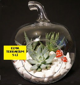 5 kakt�sl� Elma terrarium orta boy Ankara Dikmen �lker �i�ek yolla , �i�ek g�nder , �i�ek�i  