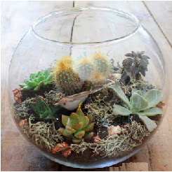 Cam fanusta 7 kakt�sl� terrarium �i�ek�i Dikmen �i�ek servisi , �i�ek�i adresleri 